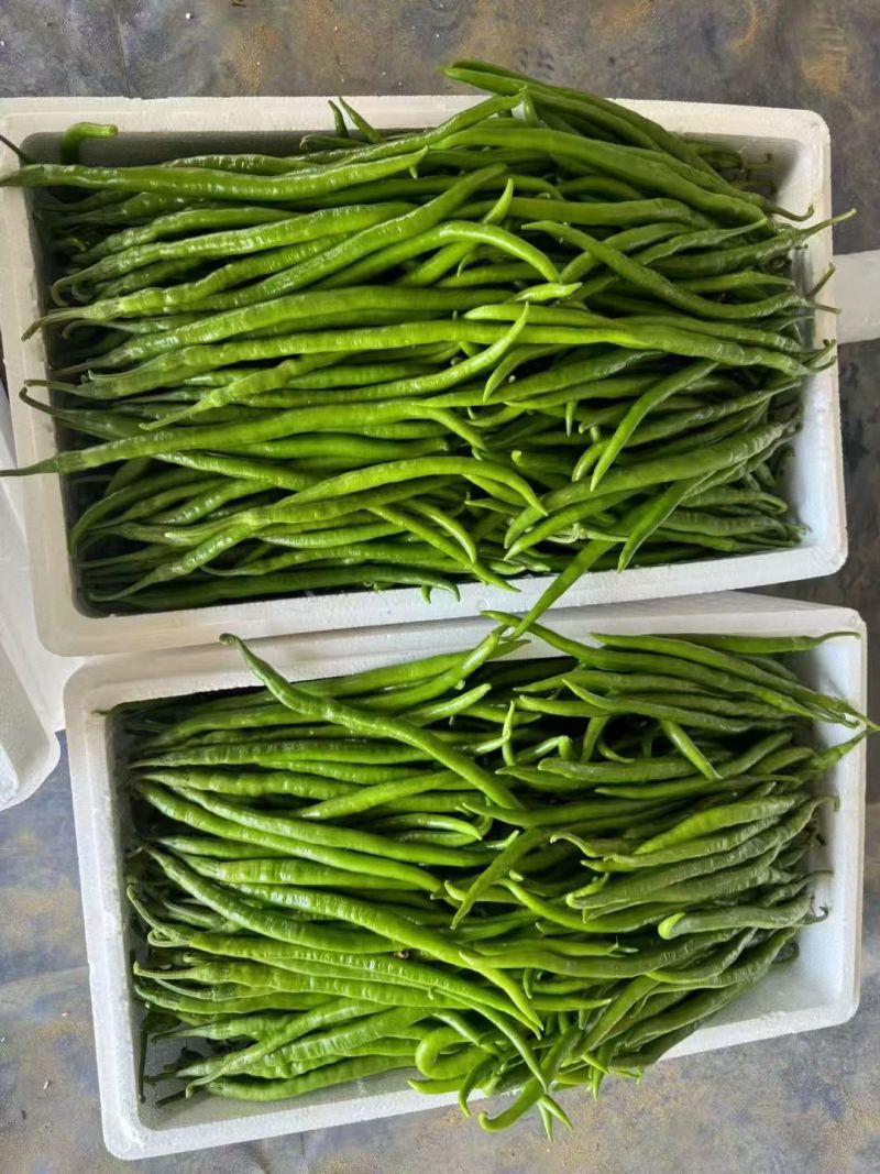 【热卖】线椒鲜辣椒基地直销量大质优价格优惠一手货源