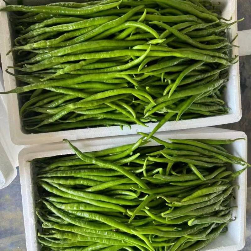 【热卖】线椒鲜辣椒基地直销量大质优价格优惠一手货源