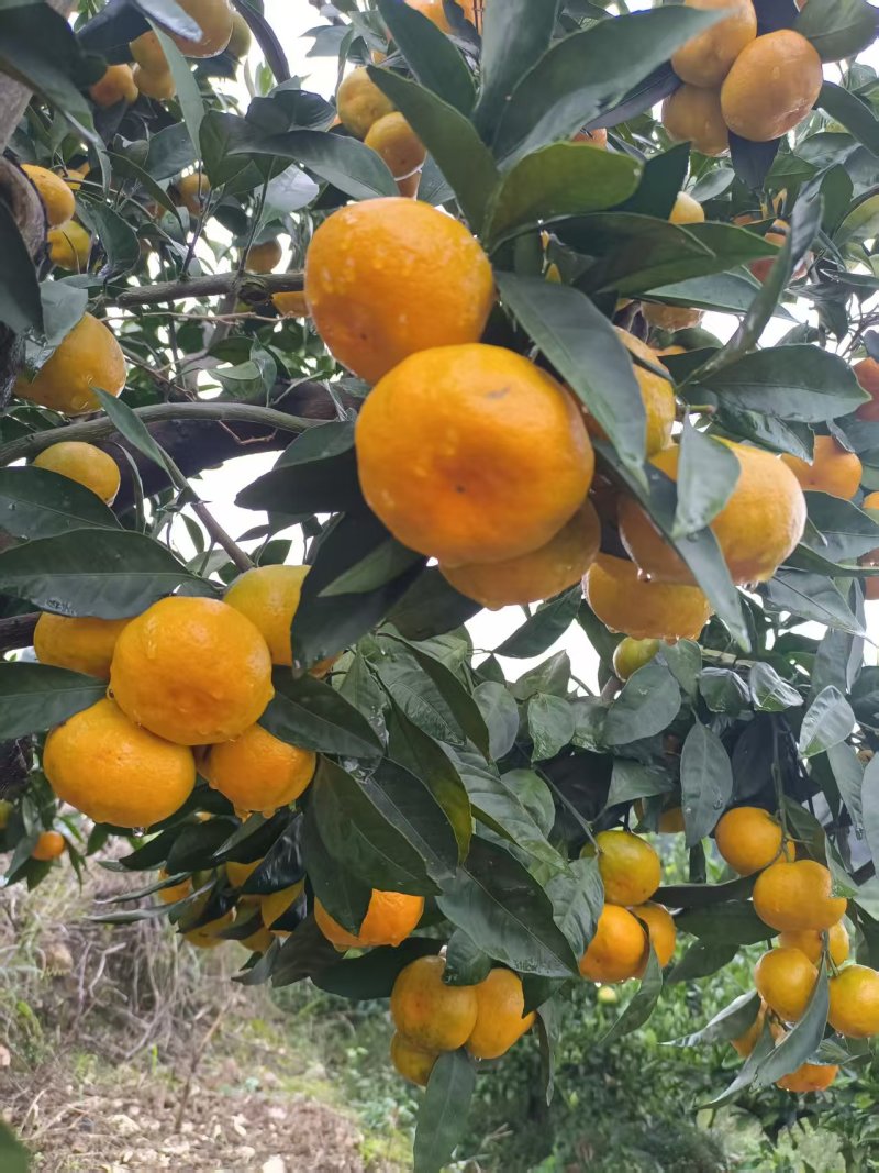 【精品】蜜橘个大皮薄多汁适合外贸出口市场电商