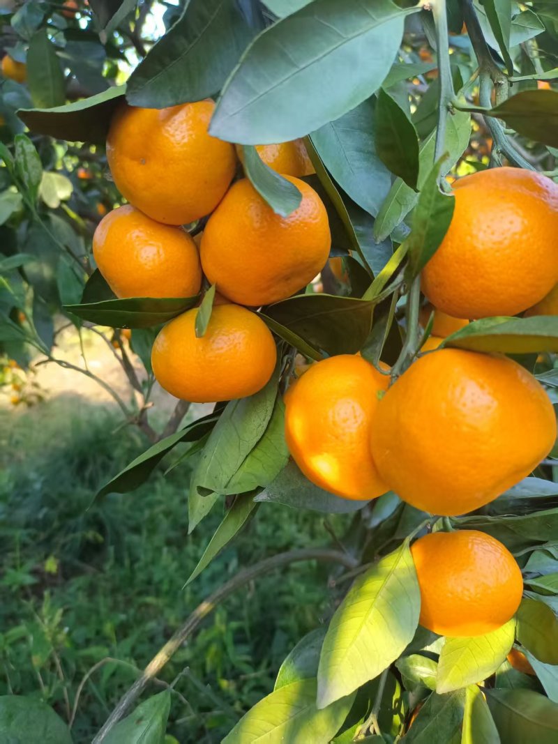 【精品】蜜橘个大皮薄多汁适合外贸出口市场电商