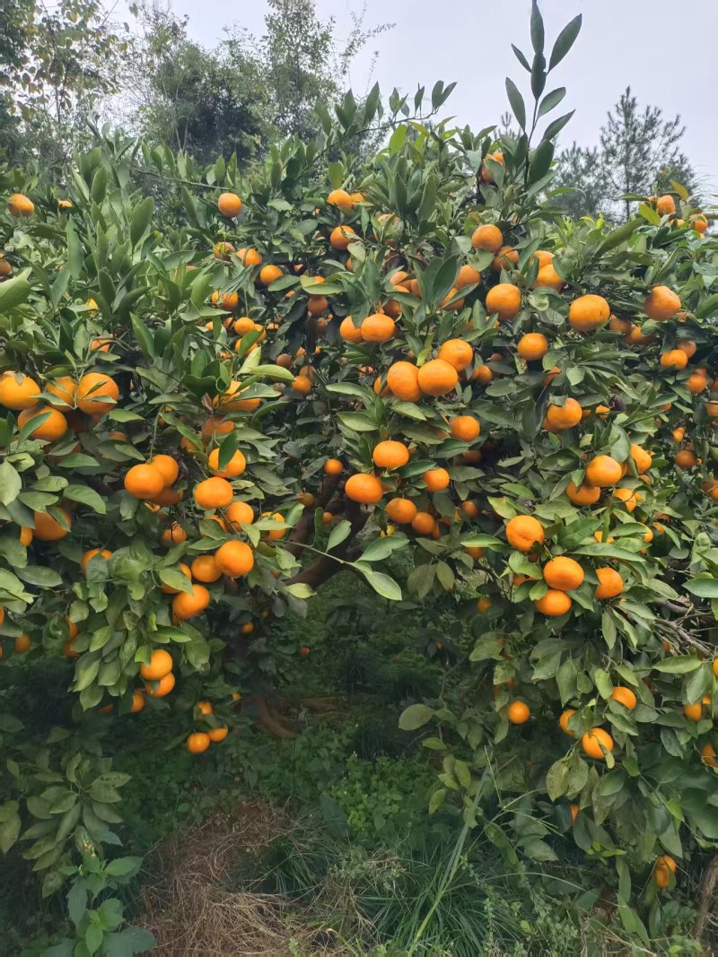 【精品】蜜橘个大皮薄多汁适合外贸出口市场电商