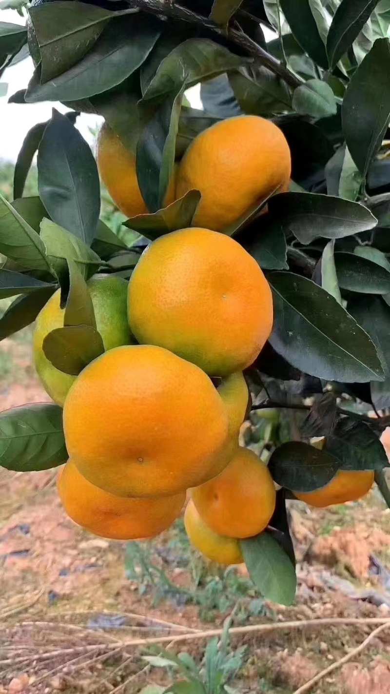【精品】蜜橘个大皮薄多汁适合外贸出口市场电商