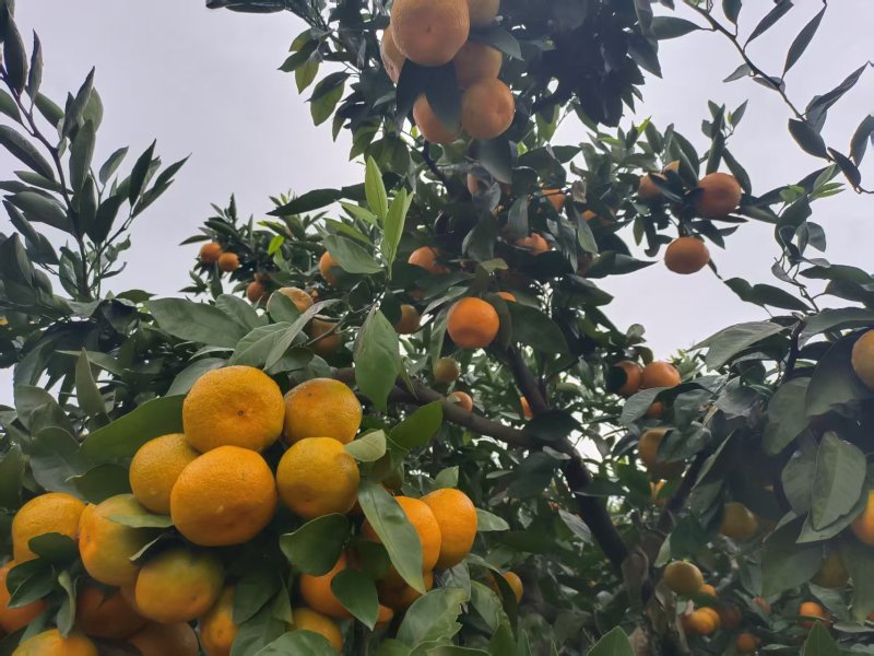 实拍高山蜜桔产地直发可代发全国量大从优！视频看货！