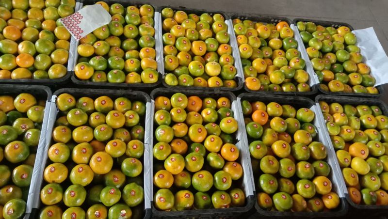 新鲜蜜桔果面干净汁水饱满口感纯甜无酸量大从优！
