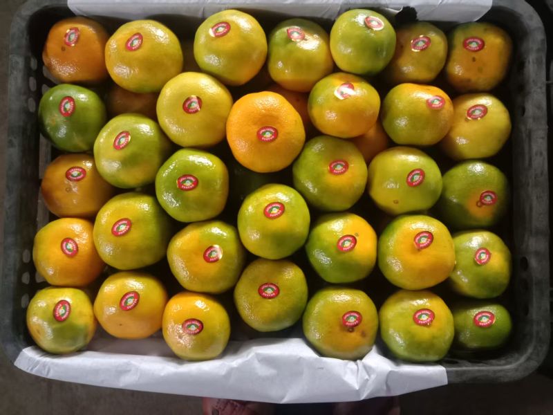 新鲜蜜桔果面干净汁水饱满口感纯甜无酸量大从优！