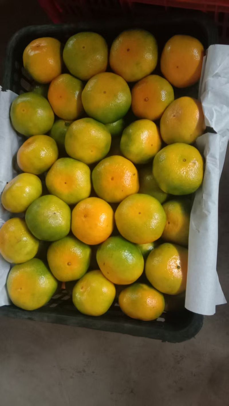 新鲜蜜桔果面干净汁水饱满口感纯甜无酸量大从优！
