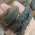 去筋红极参干货15倍泡发率