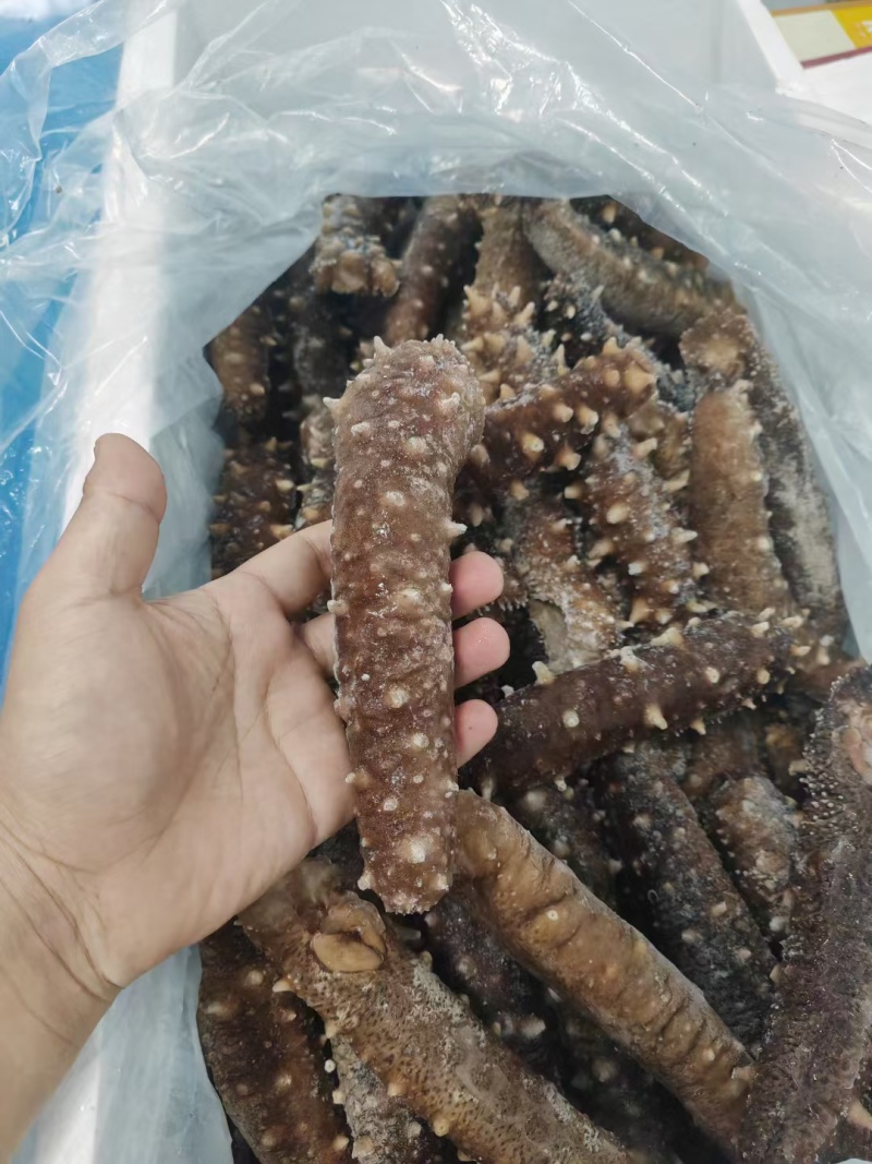 即食红参