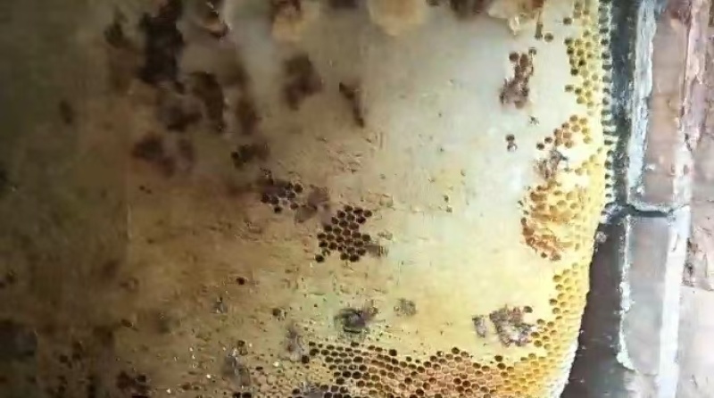 正宗土蜂蜜湖北宜昌农家自产高品质超便宜不掺假