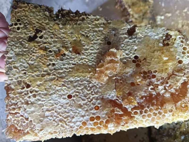 正宗土蜂蜜湖北宜昌农家自产高品质超便宜不掺假