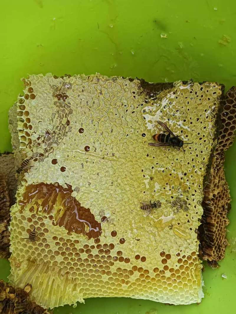 正宗土蜂蜜湖北宜昌农家自产高品质超便宜不掺假