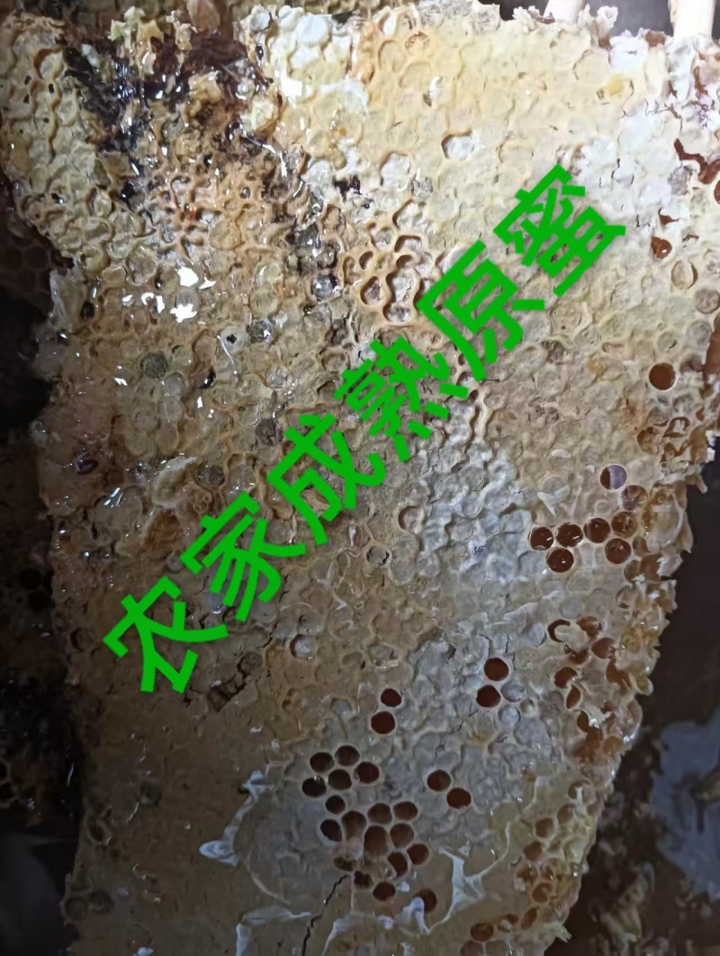 正宗土蜂蜜湖北宜昌农家自产高品质超便宜不掺假