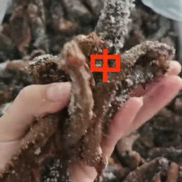 拉缸盐半干红参