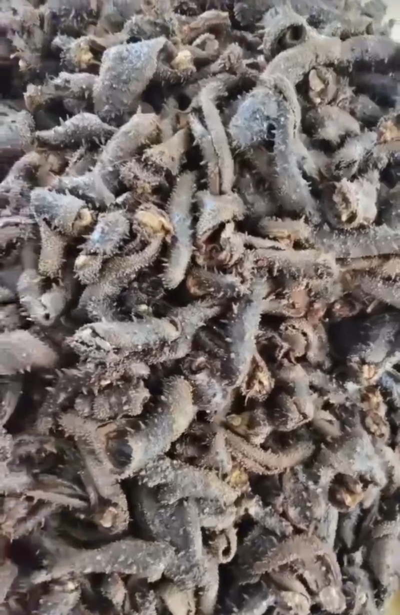 拉缸盐半干红参