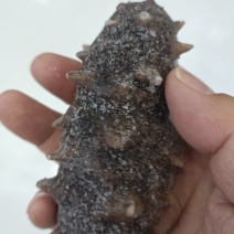 即食海参4-6头大连海参