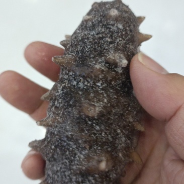 即食海参4-6头大连海参