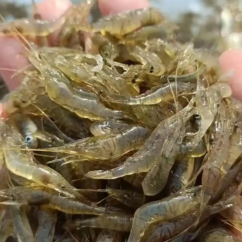 米虾白米虾黑龙江产区直发批发零售保质保量