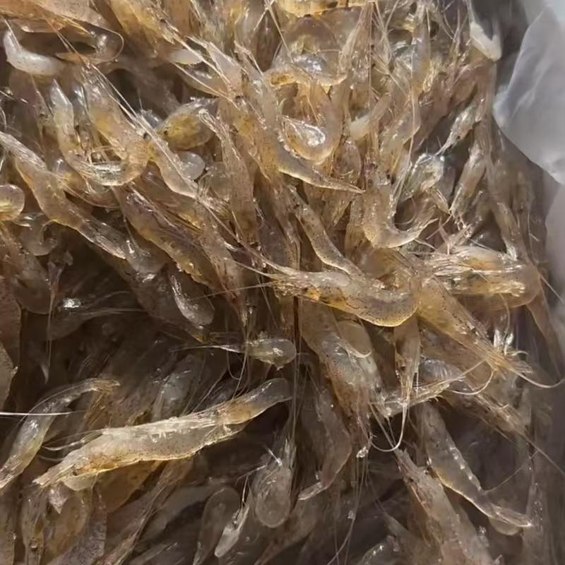 米虾白米虾黑龙江产区直发批发零售保质保量