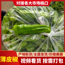 薄皮青椒，产地直供新鲜现摘品质保证，欢迎来的洽谈！