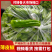 薄皮青椒，产地直供新鲜现摘品质保证，欢迎来的洽谈！