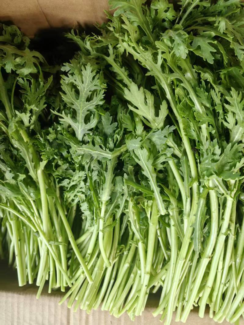 精品茼蒿，产地直发品质保证，均当季现货新鲜采摘，量大从优