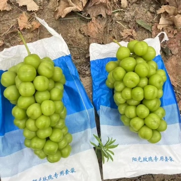 山东阳光玫瑰产地直发口感清脆品种齐全一手货源保质保量