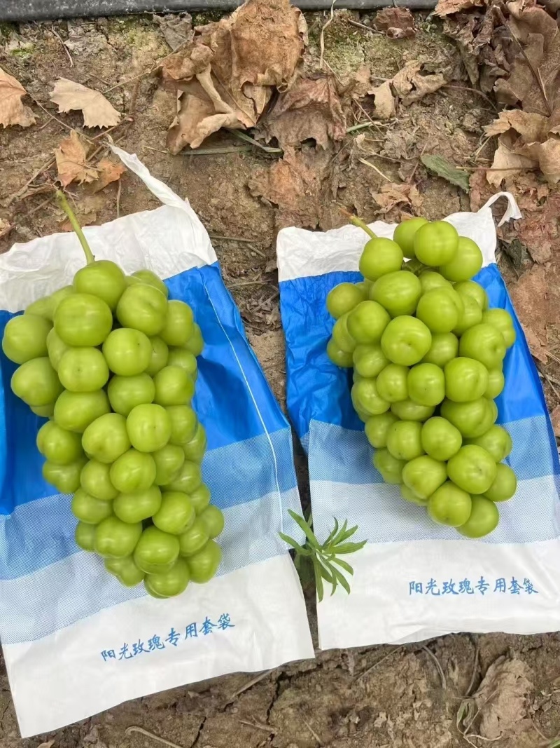 山东阳光玫瑰产地直发口感清脆品种齐全一手货源保质保量