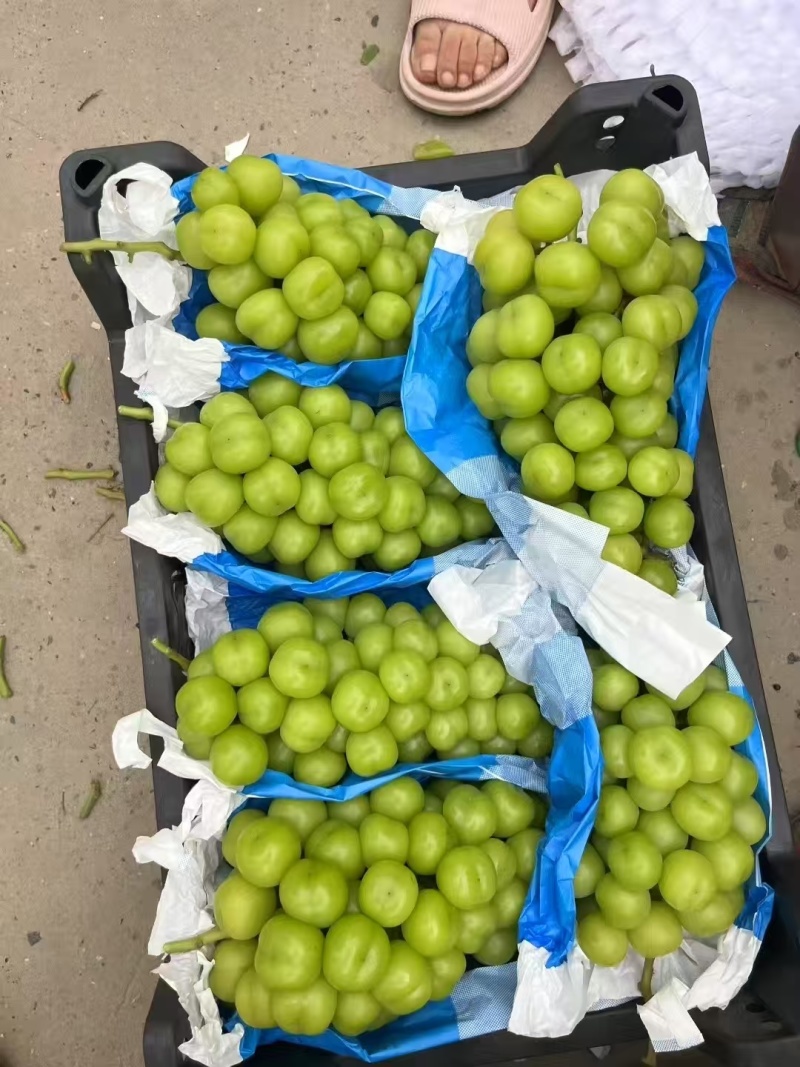 山东阳光玫瑰产地直发口感清脆品种齐全一手货源保质保量