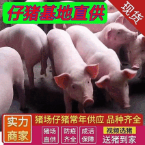 《三元仔猪》猪场直供/防疫到位/包成活支持检测/送猪到家