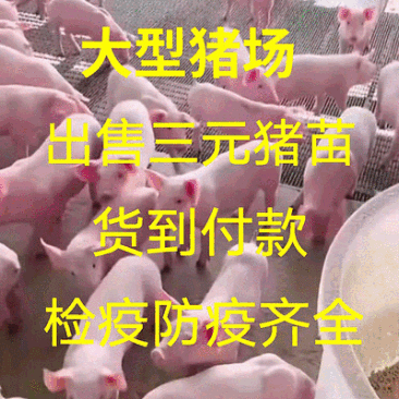 三元仔猪/猪场直供/包成活防疫到位/可视频选猪/发全国
