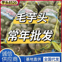 【芋头8520/山东芋头】一手货源/常年批发/量大从优