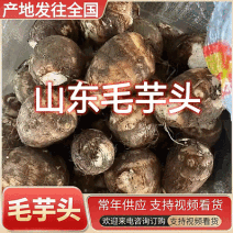 毛芋头/山东毛芋头（规格齐全常年供应）全国发货欢迎来电