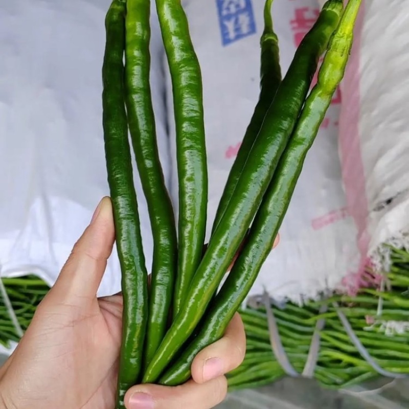 线椒鲜辣椒量大质优价格优惠一手货源欢迎各大老板采购