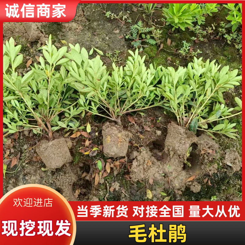 浙江宁波毛娟大量有货/精品毛娟适用于园林景观量大优惠