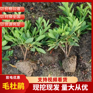 精品毛娟苗高度30冠幅20