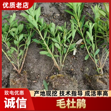 精品毛娟成片栽植时，开花时景色壮观，适合用于园林景观的