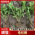 精品毛娟成片栽植时，开花时景色壮观，适合用于园林景观的