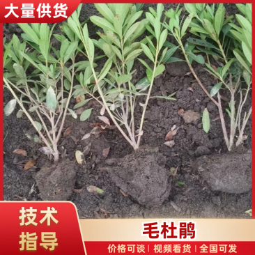 精品毛娟苗