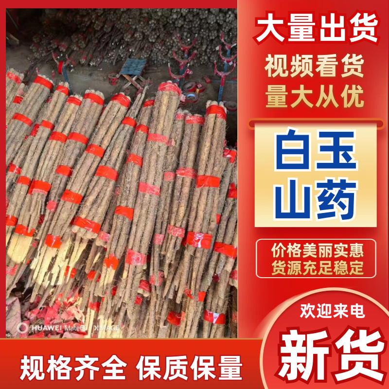 日本白山药白玉山药2023年新货山药菜山药