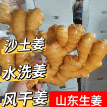 山东大姜【风干姜/水洗姜】加工出口/市场商超/可全国发货