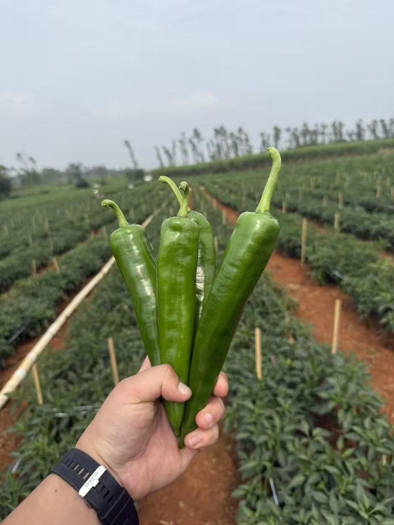 广东湛江雷州青尖椒，青皮，黄皮尖椒/欢迎电话洽谈。