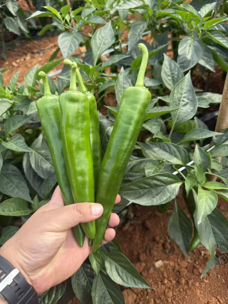 广东湛江雷州青尖椒，青皮，黄皮尖椒/欢迎电话洽谈。