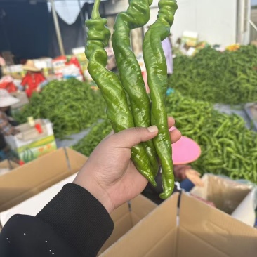 广东湛江徐闻辣椒,龙椒,螺丝椒,各辣椒类全国走货。