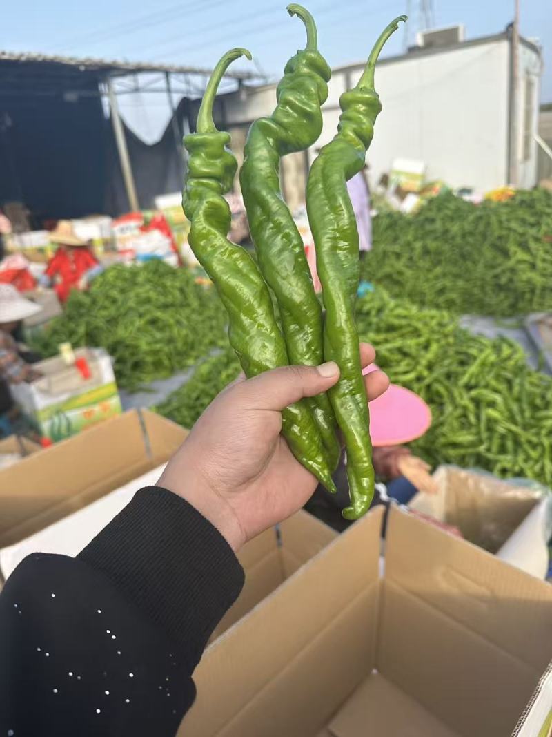 广东湛江徐闻辣椒，龙椒，螺丝椒，各辣椒类全国走货。