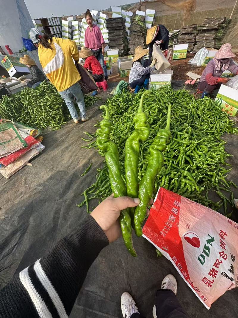 广东湛江徐闻辣椒，龙椒，螺丝椒，各辣椒类全国走货。