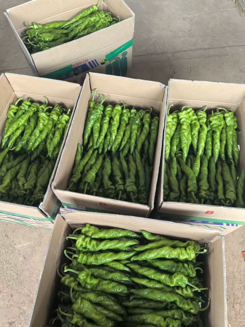 广东湛江徐闻辣椒，龙椒，螺丝椒，各辣椒类全国走货。