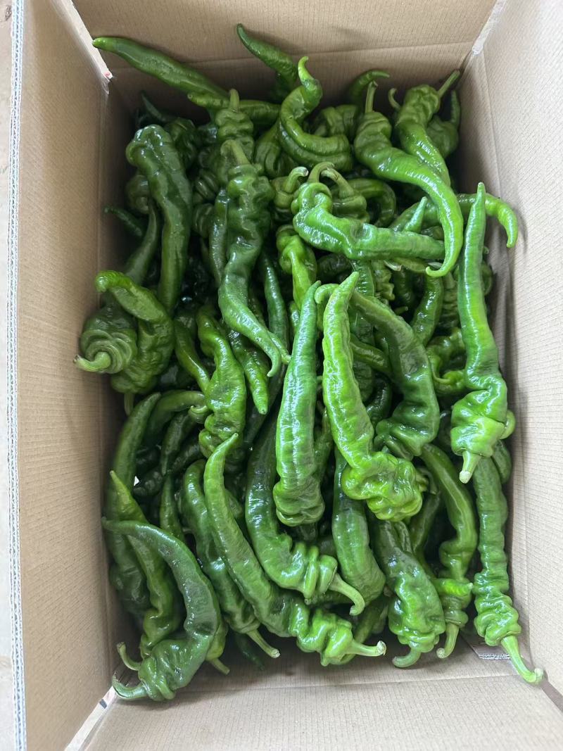 广东湛江辣椒，螺丝椒2313螺丝椒/货源稳定，基地直发，