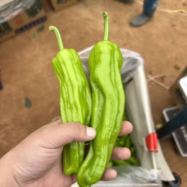 广东雷州徐闻，芜湖椒/薄皮椒/全国批发/代收，质量保证