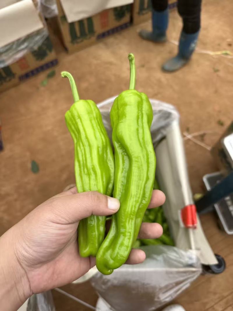 广东雷州徐闻，芜湖椒/薄皮椒/全国批发/代收，质量保证