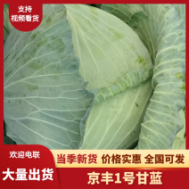 精品京丰一号扁包绿色纯度好供应市场加工厂保药残量大从优